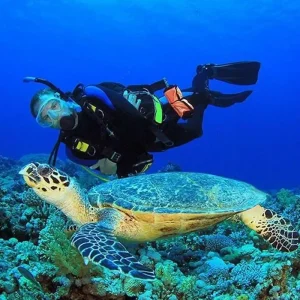 Плавание с дельфинами Хадбин Салала Оман