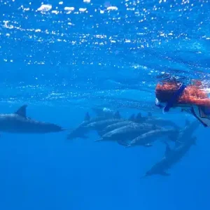 Плавание с дельфинами