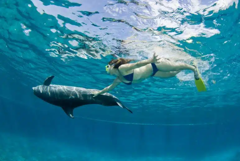 Swimming with Dolphins – Hadbeen Ocean Experience from Salalah